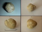 Брaхиопода отр. Athyridida  (на определение).