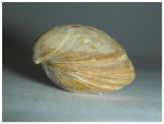 Aulacothyris impressa ( B r o n n ) ,