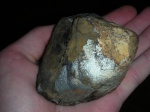 Arcicardium acardo; вид-3