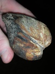 Arcicardium acardo; вид-2