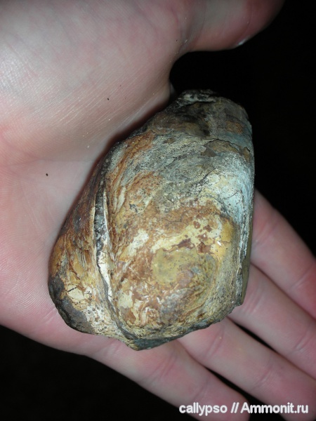 двустворчатые моллюски, Arcicardium acardo