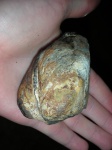 Arcicardium acardo (Deshayes) ; вид-1.