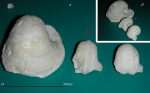 Pharkidonotus sp.