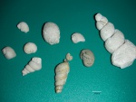 Подборка каменноугольных гастропод  Soleniscus (Naticopsis?) и Palaeostylus