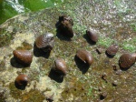 Ядра Buchia fischeriana (d`Orb.)