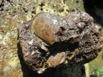 Entolium erraticum