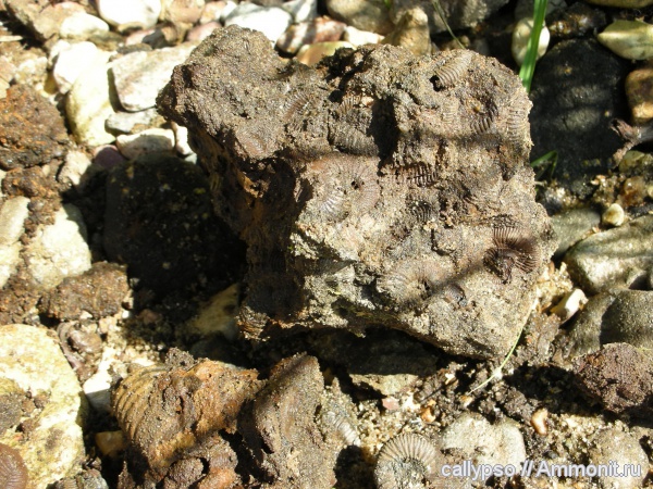 Epivirgatites, Глебово