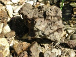 Конкреция с Epivirgatites sp.
