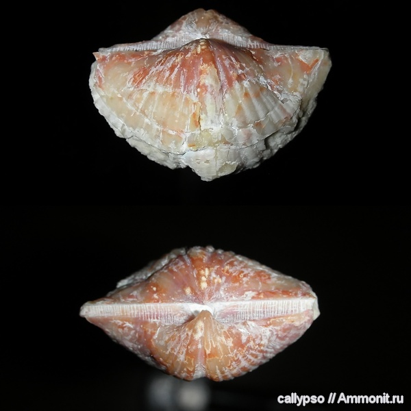 Brachythyrina, Spiriferida, Brachythyrina kleini