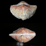 Brachythyrina kleini