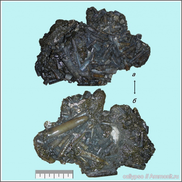 Cylindroteuthis, Lagonibelus