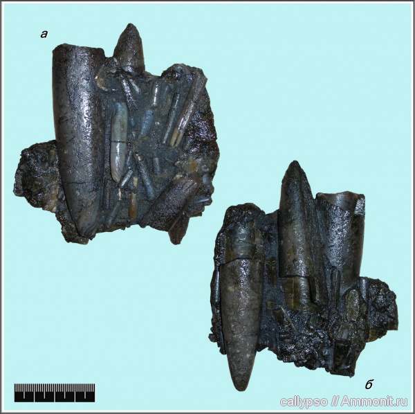 белемниты, Pachyteuthis, belemnites