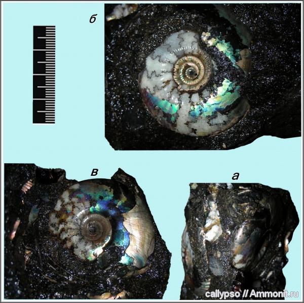 Craspedites, Craspedites nekrassovi, Kachpurites subfulgens