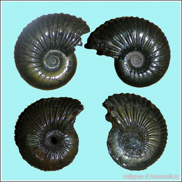 Pseudocadoceras