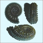 Kosmoceras tschernischewi.