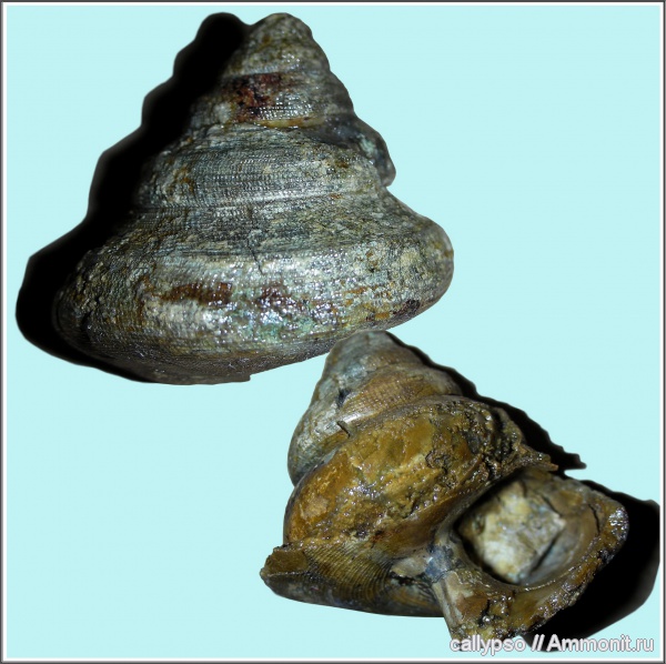 оксфорд, Bathrotomaria, Bathrotomaria reticulata, Oxfordian