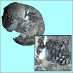 Копролиты в Kachpurites subfulgens.