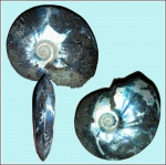 Garniericeras catenulatum (F i s c h.) - #1
