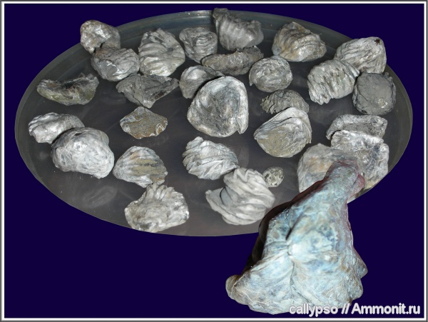 Ivanoviella, Ivanoviella alemanica, Rhynchonellida