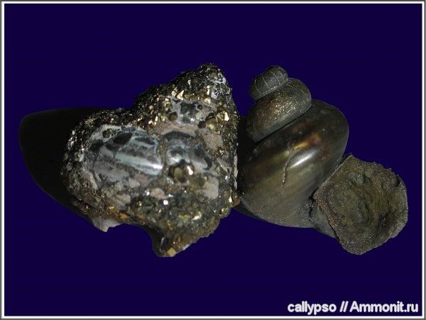 Eucyclus