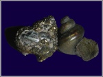 Пиритизированные ядра Eucyclus sp.