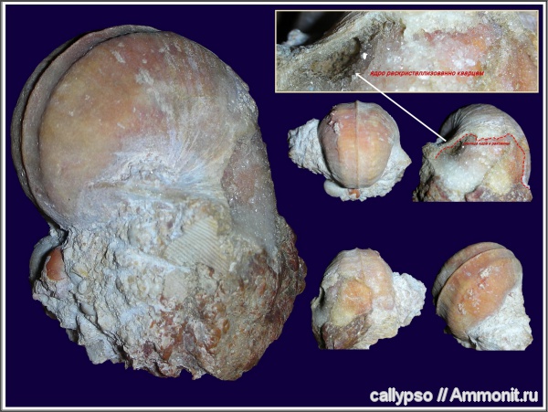 гастроподы, Bellerophon, Bellerophontidae, Pharkidonotus