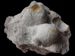 Cancrinella cancrini & Aulosteges sp.