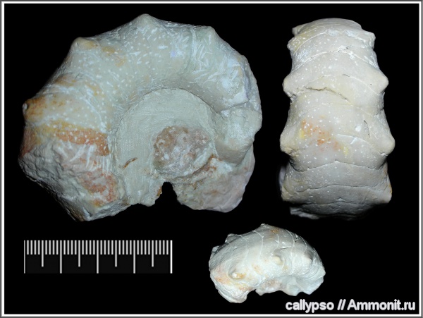 наутилоидеи, Temnocheiloides acanthicus, Temnocheiloides, Temnocheilidae