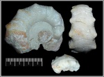 Temnocheiloides acanthicus
