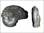 Funiferites patruus (?)