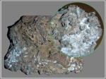 Массовое захоронение лопатоногих Dentalium sp.