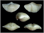Brachythyrina strangwaysi