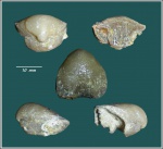 Stenoscisma superstes (Verneuil 1845) - #1