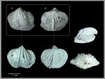 Blasispirifer blasii (Verneuil, 1845)