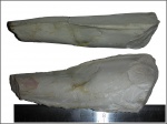 Pteronites sp.