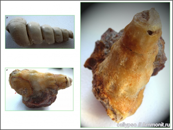 Palaeostylus