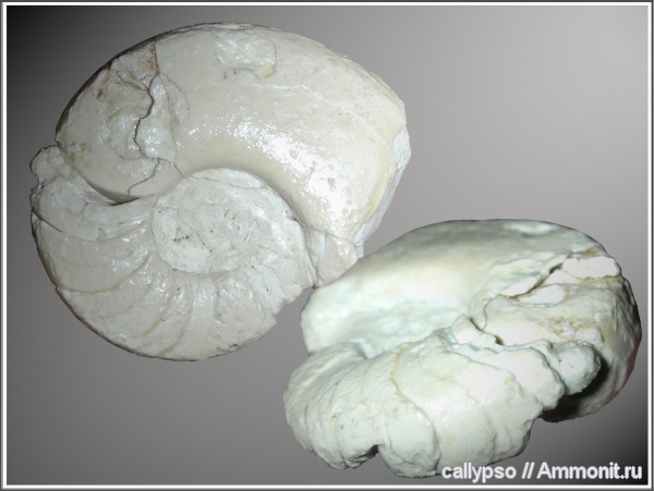 Domatoceras, Domatoceras mosquense