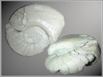 Domatoceras mosquense