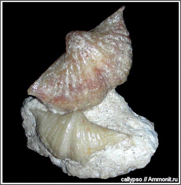 Brachythyrina, Brachythyrina strangwaysi, Spiriferida, Brachythyrina kleini