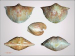 Brachythyrina kleini ( var. subrotundata )