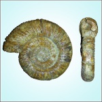 Perisphinctes martelli  (Opp.) - #1