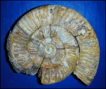 Perisphinctes (Perisphinctes) ex gr. martelli (Opp.) - #2