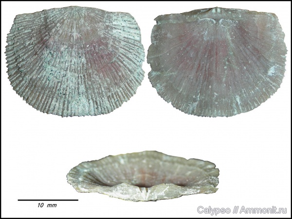 Billingsellida, Antigonambonites