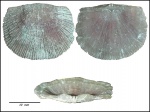 створка Antigonambonites
