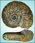 Toricellites lahuseni (Par. et Bonn.)