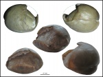 Lycophoria globosa