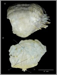 Cancrinella cancrini (Verneuil).