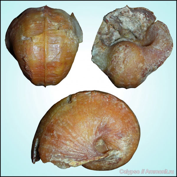 Bellerophon, Bellerophontidae, Pharkidonotus