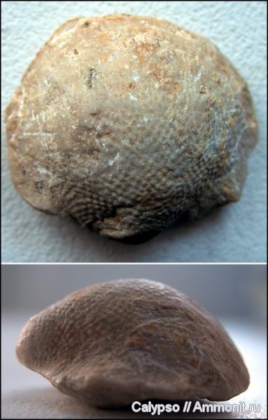Productida, Agramatia, Agramatia agramati