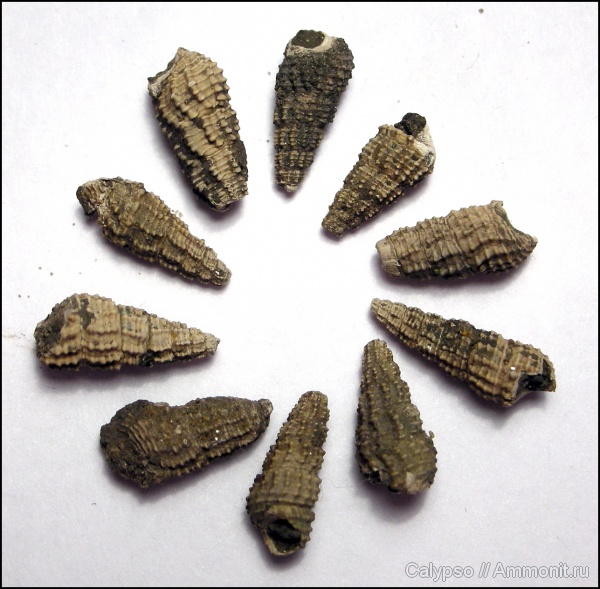 Cryptaulax, Cryptaulax salebrosus